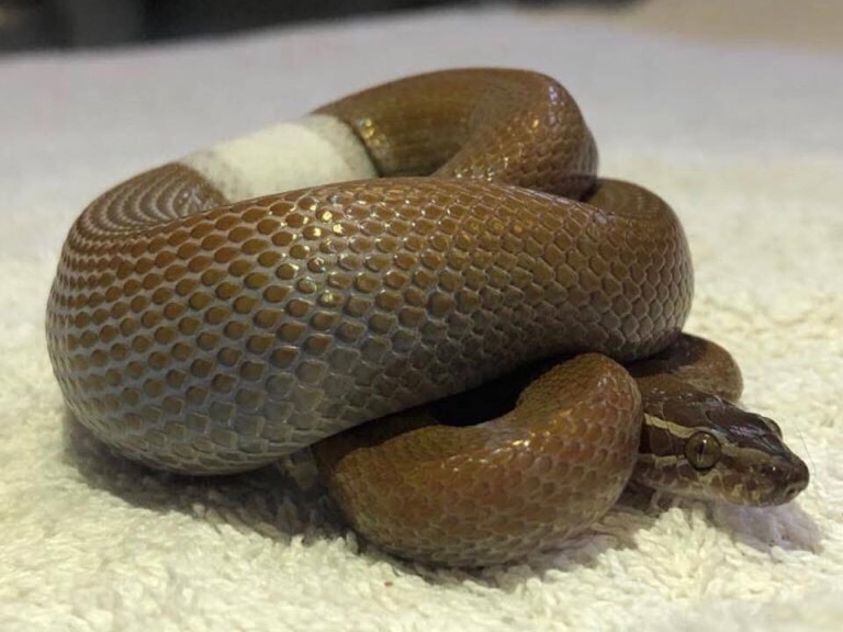 Johannesburg Wildlife Veterinary Hospital Photo 2