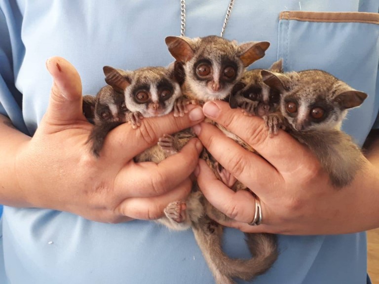 Johannesburg Wildlife Veterinary Hospital Photo 1